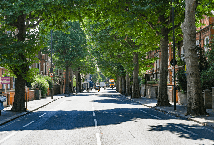 Wide Fulham residential street canopied by tall mature London plane trees in full summer leaf